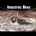 playero vuelvepiedras caracteristicas habitat y curiosidades