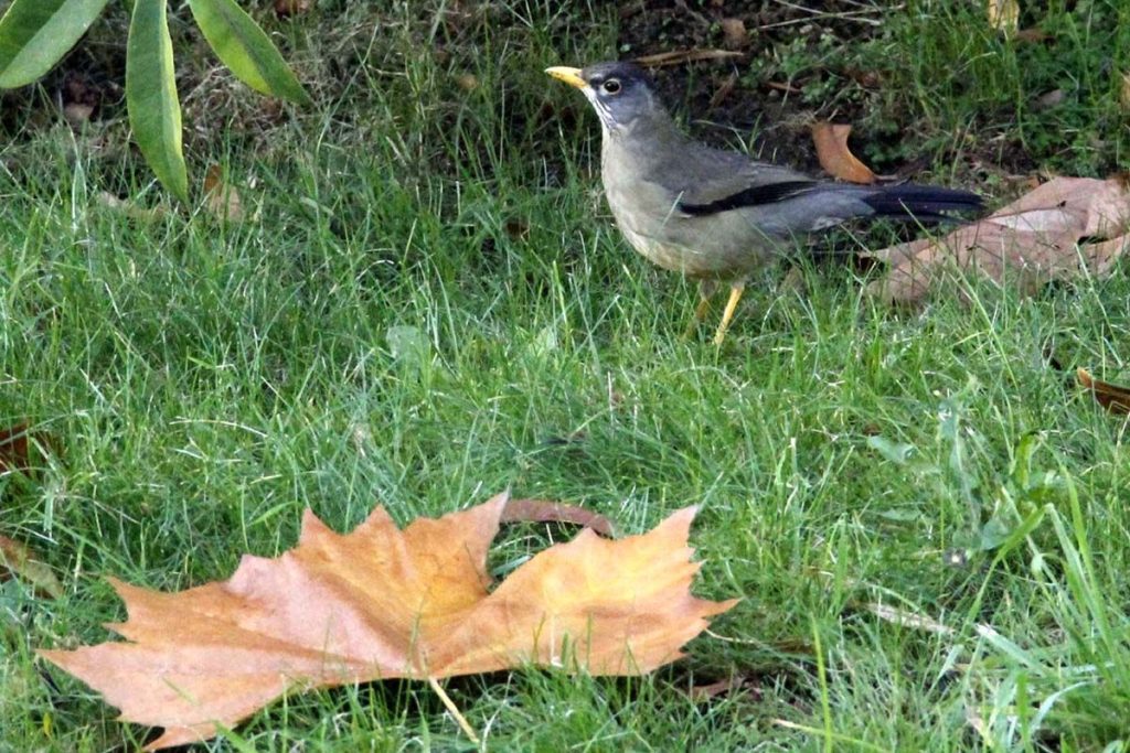 aves de la octava region