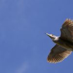 Foto de Garza Bruja (), familia Ardeidae, aves de Chile