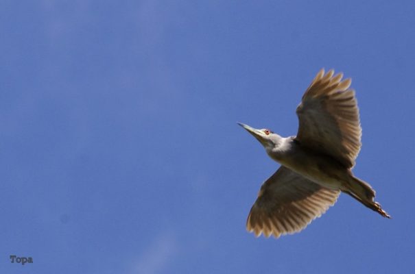 garcita o nycticorax nycticorax
