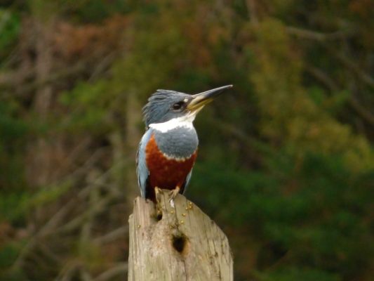 Foto de Martín Pescador (), familia Alcedinidae, aves de Chile