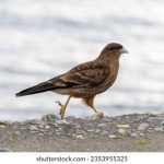Foto de Tiuque (Rapaces diurnas), familia Falconidae, aves de Chile