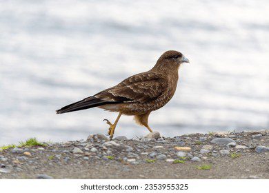 Foto de Tiuque (Rapaces diurnas), familia Falconidae, aves de Chile