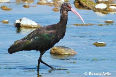 cuervo de pantano de la puna en los altiplanos andinos