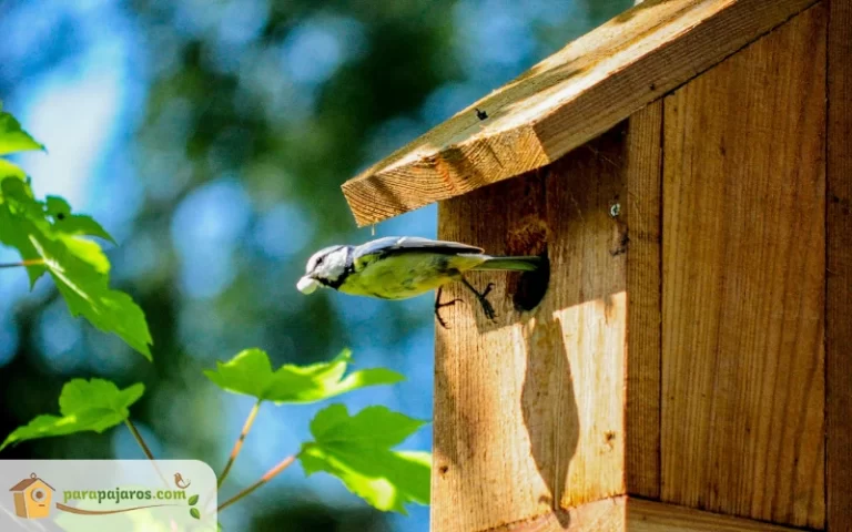 como atraer pajaros a tu jardin con nidos colgantes la guia completa para crear un paraiso aviar