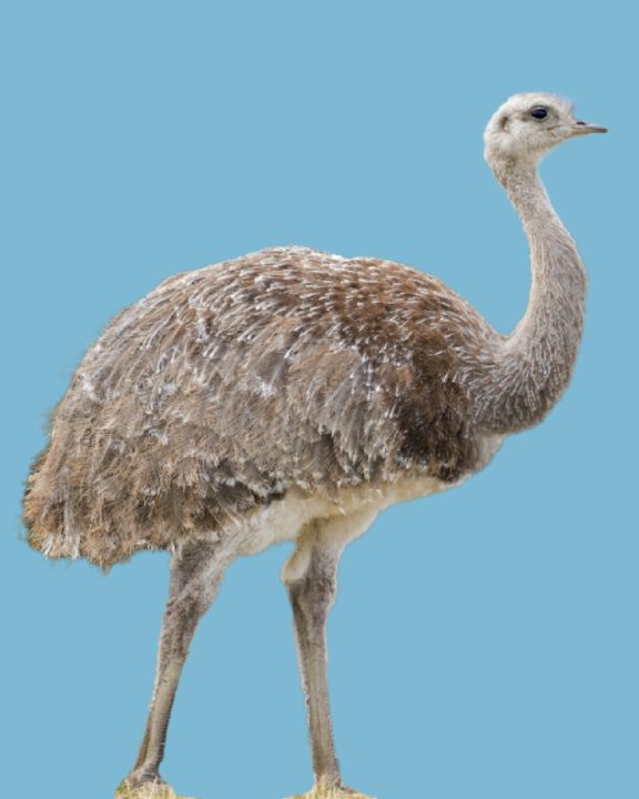 Foto de Ñandú (), familia Rheidae, aves de Chile