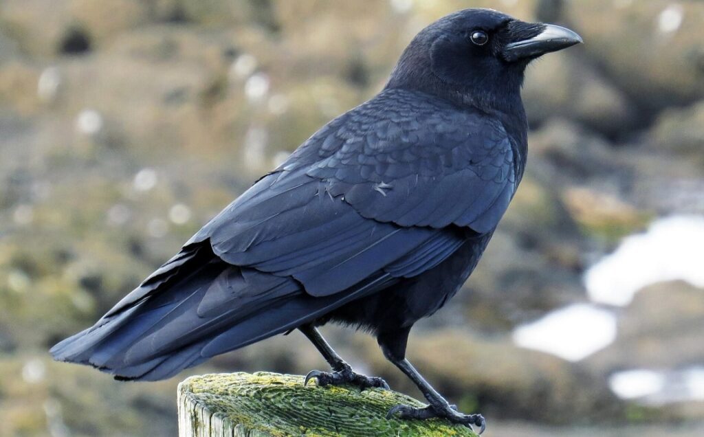 que significa que un cuervo se pare en tu casa