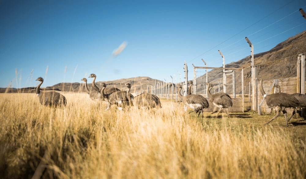 Por Qué el Ñandú Está en Peligro de Extinción en chile y argentina