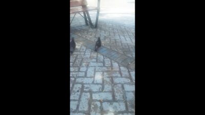 las palomas son omnivoras