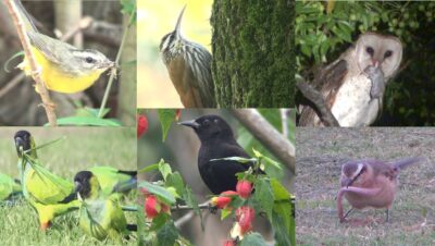 tipo de alimentacion de las aves