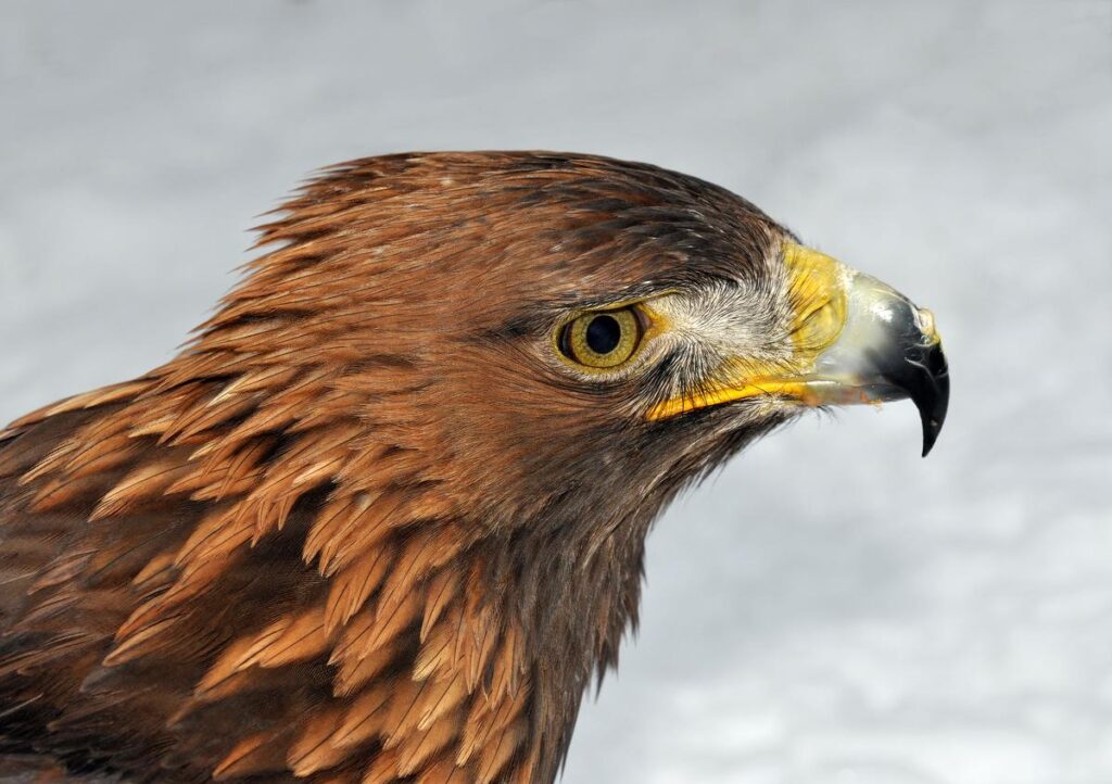 Aguila - Fotografia de ave chilena nativa