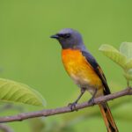 Aves - Fotografia de ave chilena nativa