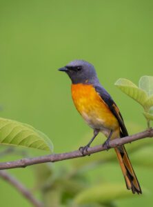 Aves - Fotografia de ave chilena nativa