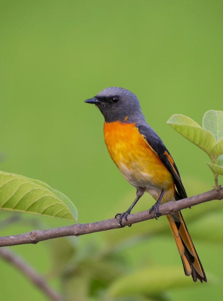 Aves - Fotografia de ave chilena nativa