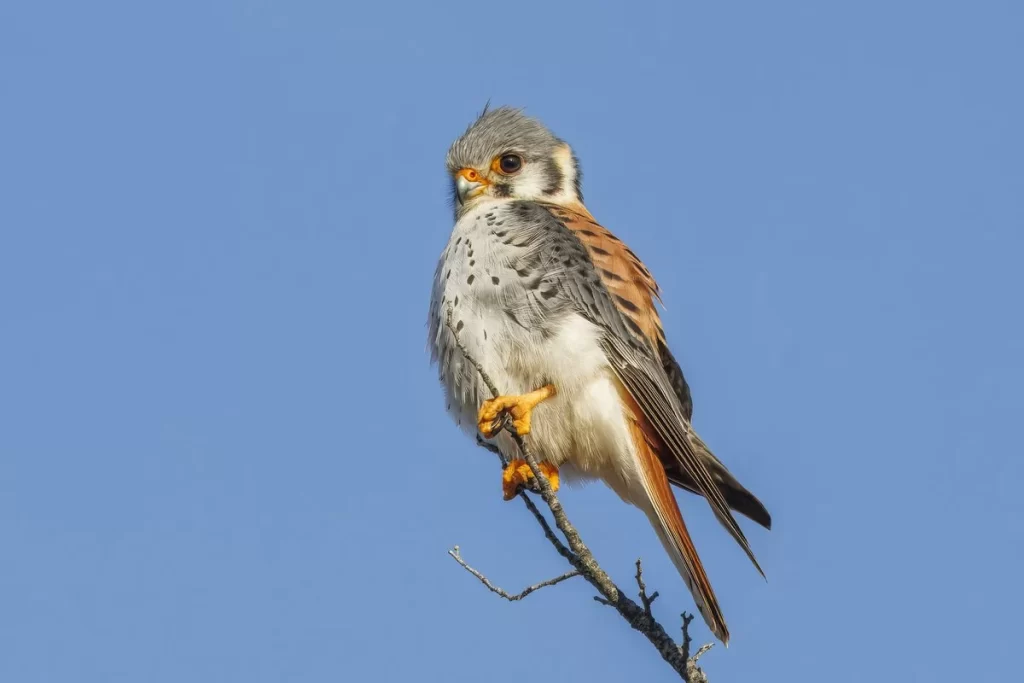 Cernicalo chileno, halcon pequeno de Chile