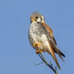 Foto de Cernícalo Chileno (), familia Falconidae, aves de Chile