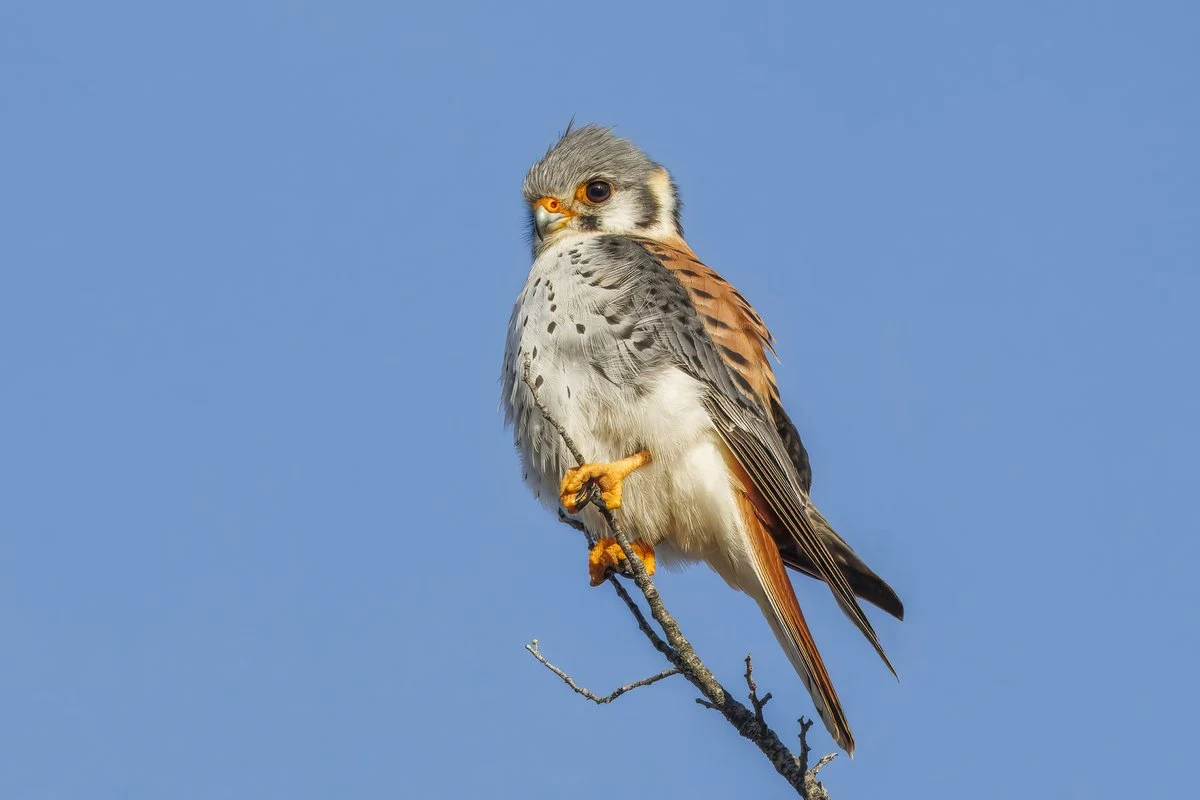 Foto de Cernícalo Chileno (), familia Falconidae, aves de Chile