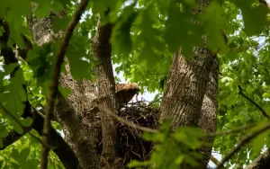 Ave comiendo fruta en la naturaleza, dieta aviar