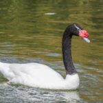 Cisne - Ave chilena