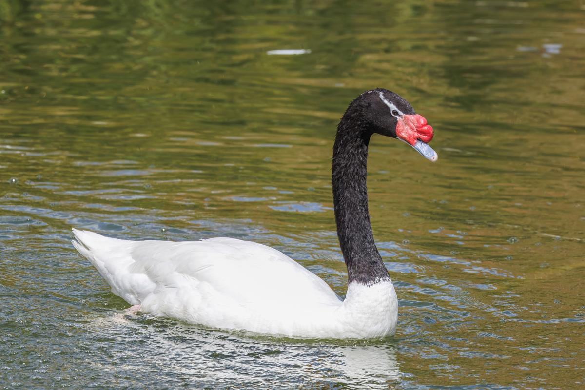 Cisne - Ave chilena