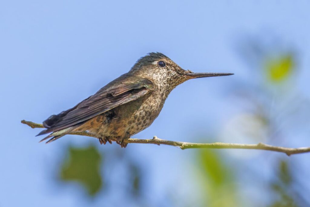 Colibri - Fotografia de ave chilena nativa