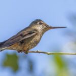 Colibri - Fotografia de ave chilena nativa