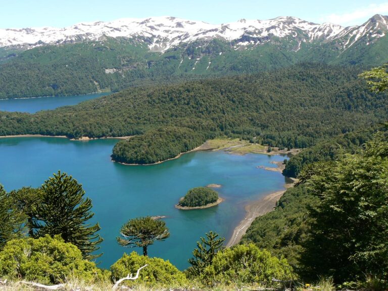 Cometocino - Ave chilena