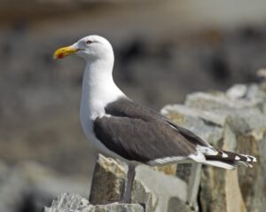 Gaviota - Ave chilena