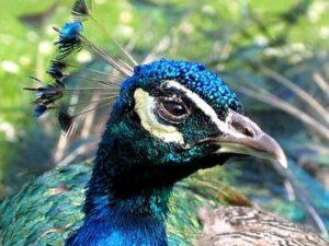 Pavo-Real - Ave chilena fotografia