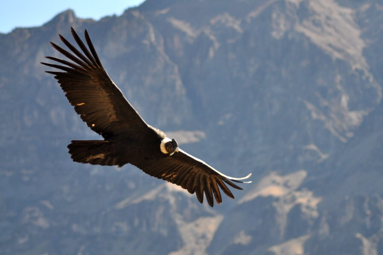Condor Andino: Caracteristicas, Habitat y Donde Verlo en Chile