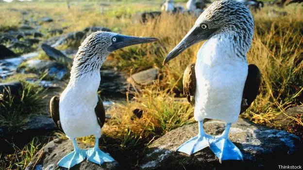 piqueros de patas azules