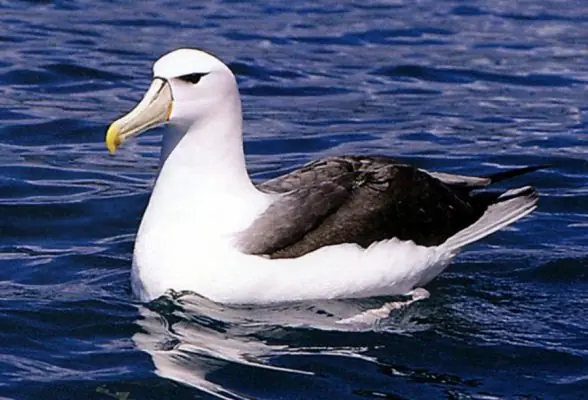 que quiere decir que el albatros es un ave nomada