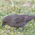 Zanate hembra (Molothrus bonariensis) fotografiada en Santiago de Chile con plumaje pardo