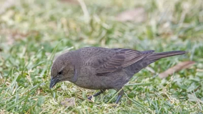 Zanate hembra (Molothrus bonariensis) fotografiada en Santiago de Chile con plumaje pardo