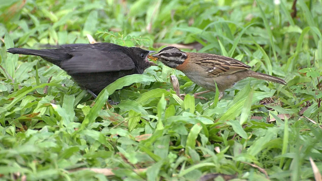 Zanate juvenil siendo alimentado por un chincol (Zonotrichia capensis)