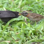 Zanate juvenil siendo alimentado por un chincol (Zonotrichia capensis)
