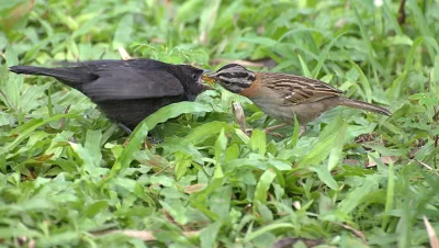 Zanate juvenil siendo alimentado por un chincol (Zonotrichia capensis)