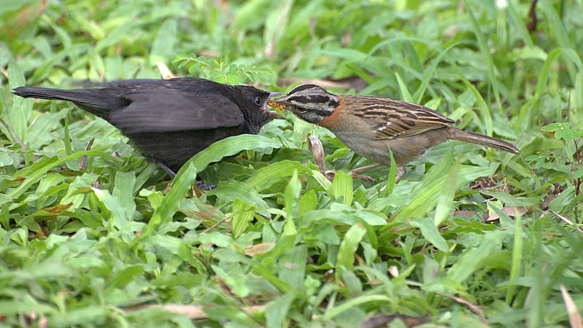 Zanate juvenil siendo alimentado por un chincol (Zonotrichia capensis)