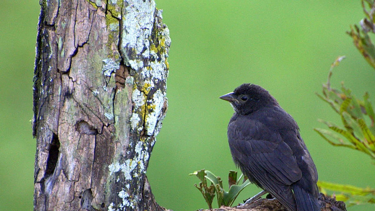 Zanate juvenil (Molothrus bonariensis) con plumaje pardo rayado en el pecho