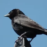 Zanate macho posado en una rama verde mostrando plumaje negro azulado