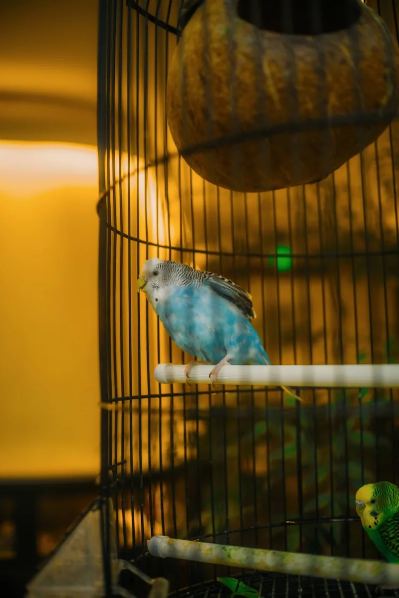 Periquito azul posado dentro de una jaula para pájaros