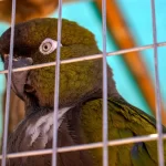 Jaula para pájaros pequeños BUCATSTATE, ideal para viajes