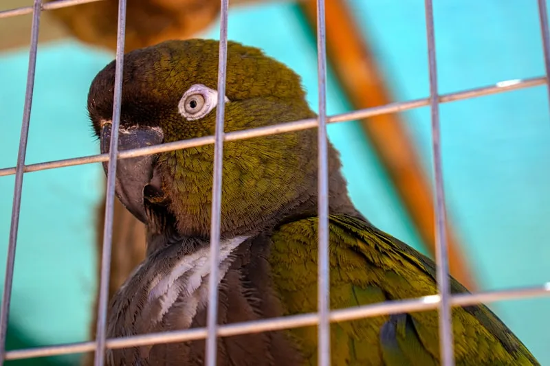 Jaula para pájaros pequeños BUCATSTATE, ideal para viajes