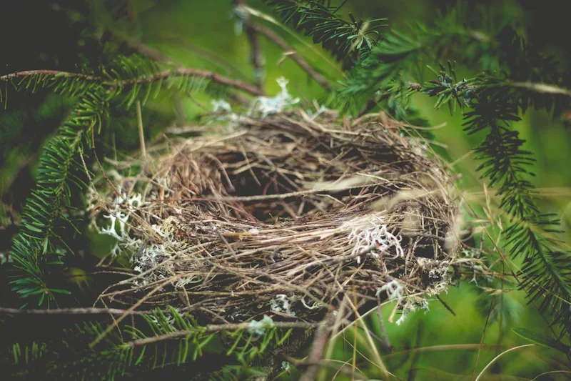 Nido de pájaro natural sobre rama, decoración para jardín