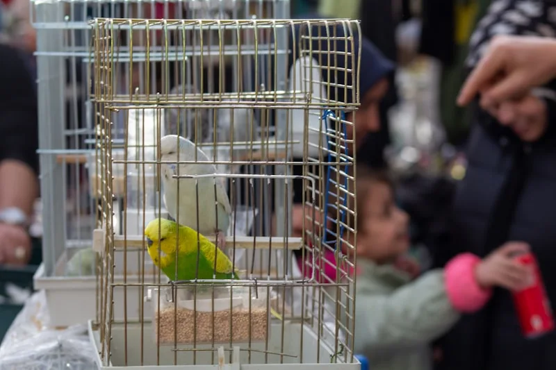 Pájaro amarillo y blanco dentro de una jaula para pájaros
