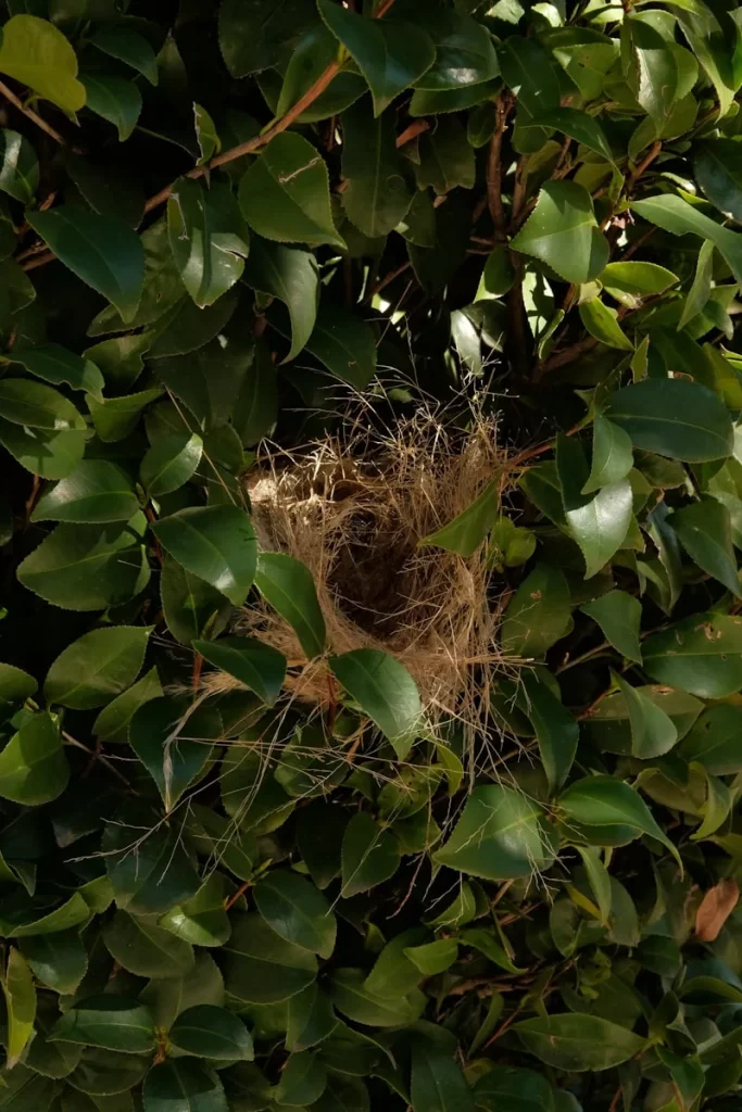 Nido de colibrí escondido entre hojas verdes en la naturaleza