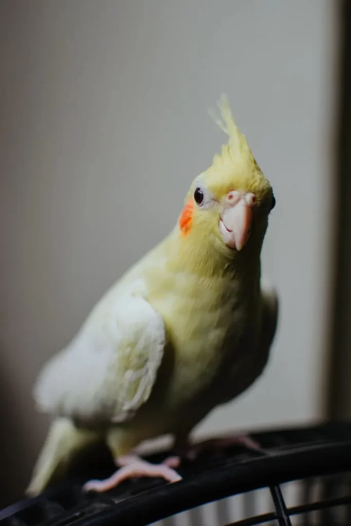 Pájaro amarillo y blanco posado sobre una jaula