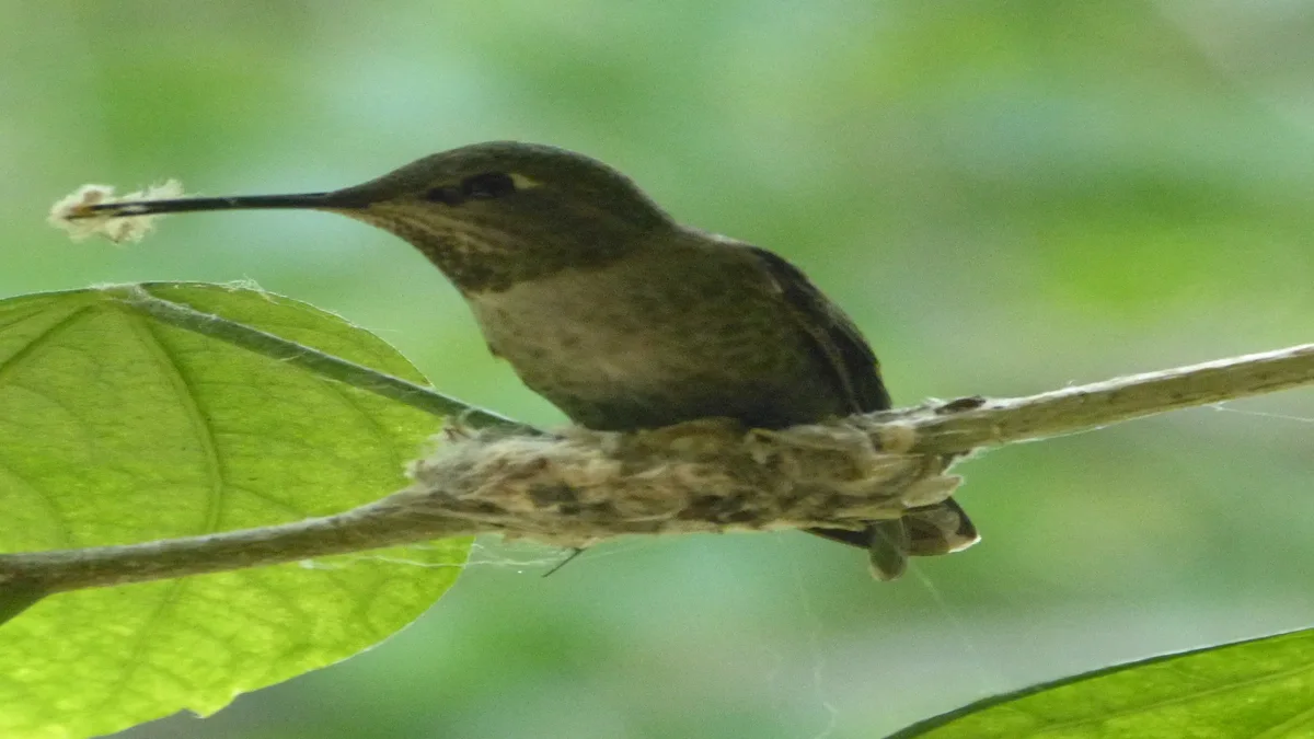 Hamaca nido PetPhindU de felpa suave y cálida para aves