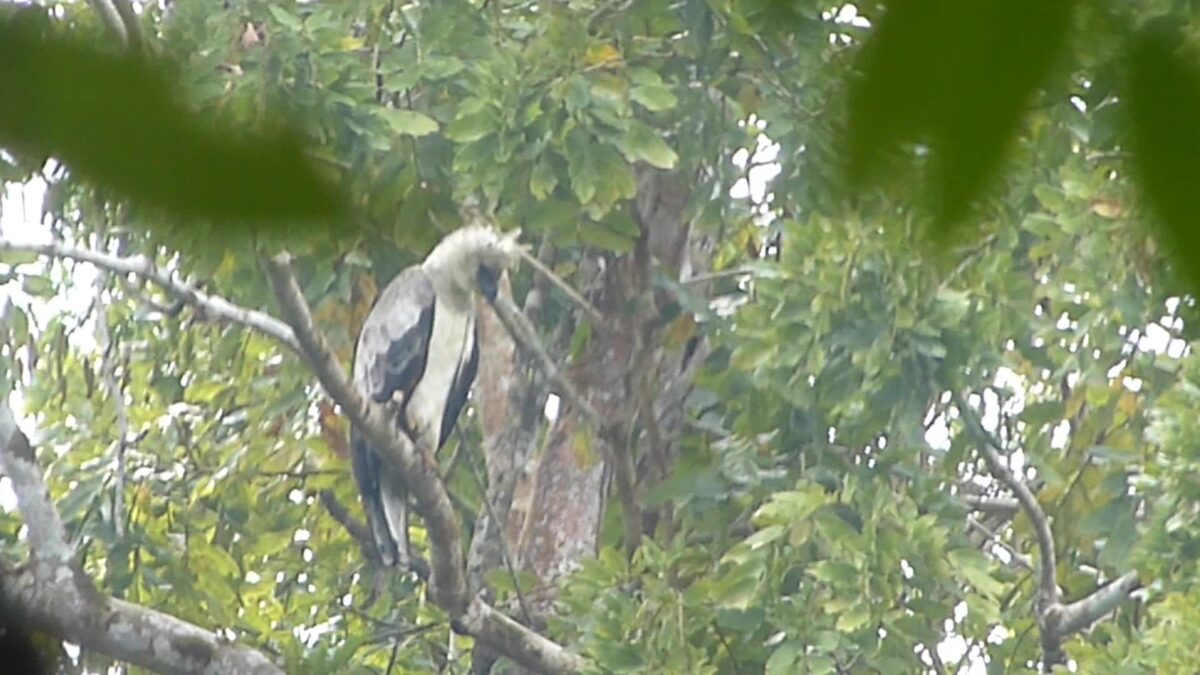 Foto de Águila Arpía (Harpia harpyja), familia Accipitridae, aves de Chile