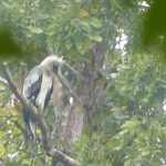 Foto de Águila Arpía (Harpia harpyja), familia Accipitridae, aves de Chile
